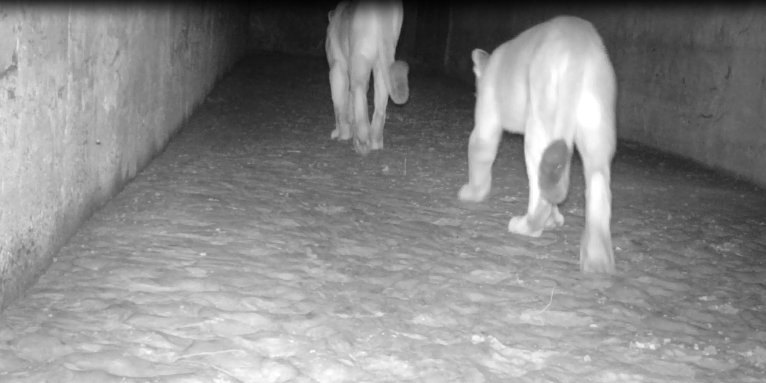  Passagens de fauna trazem segurança a animais e motoristas